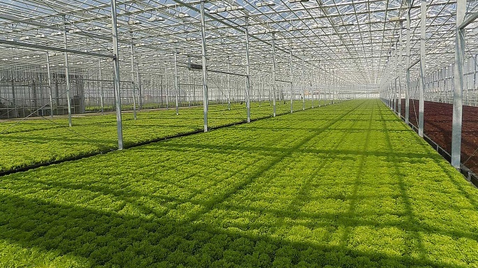 «Зелень Юга» планирует производство зелени объемом до 2,5 тонн в год